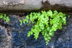 Adiantum capillus-veneris