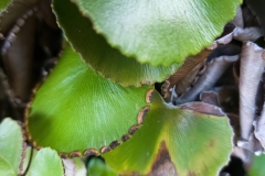 Adiantum reniforme