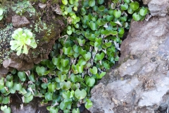 Adiantum reniforme