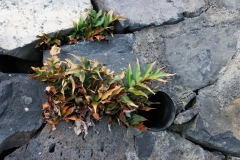 Cyrtomium falcatum
