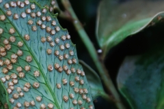 Cyrtomium falcatum