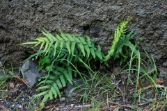 Pteris vittata