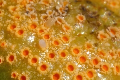Puccinia sp