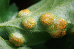 Aecidium clematitis