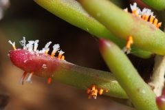 Aecidium suaedae