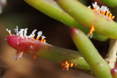 Aecidium suaedae
