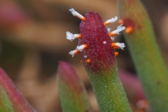 Aecidium suaedae
