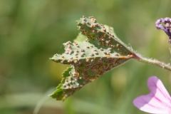 Puccinia malvacearum