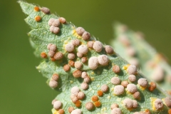 Puccinia malvacearum