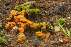 Anthracobia sp