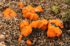 Anthracobia sp