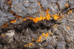 Cheilymenia sp