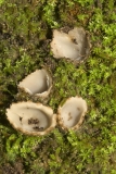 Geopora arenicola