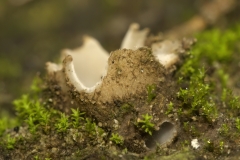 Geopora arenicola