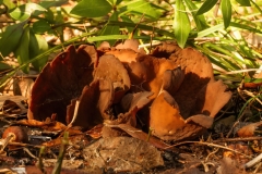 Otidea bufonia