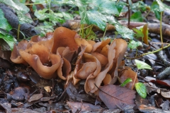 Otidea bufonia
