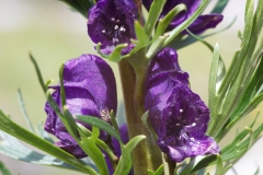 Aconitum tauricum