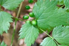 Actaea spicata