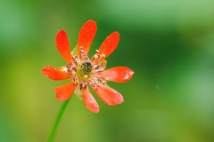 Adonis annua