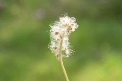 Anemone hortensis