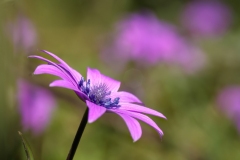 Anemone hortensis