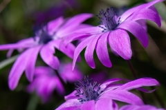 Anemone hortensis