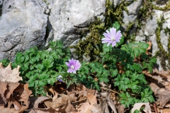 Anemonoides apennina