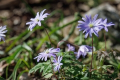 Anemonoides apennina