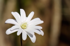 Anemonoides apennina