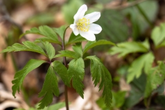 Anemonoides nemorosa