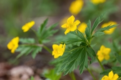 Anemonoides ranunculoides