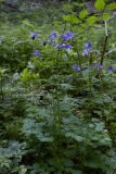 Aquilegia dumeticola