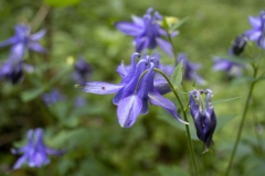 Aquilegia dumeticola