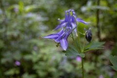 Aquilegia dumeticola