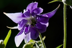 Aquilegia vulgaris