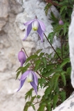 Clematis alpina