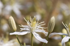 Clematis flammula
