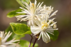 Clematis vitalba