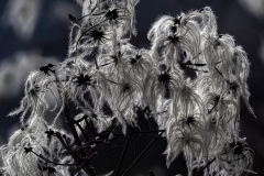 Clematis vitalba