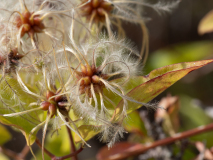 Clematis vitalba