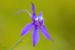 Delphinium consolida