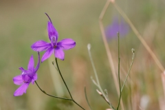 Delphinium consolida