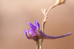 Delphinium peregrinum