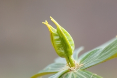 Eranthis hyemalis