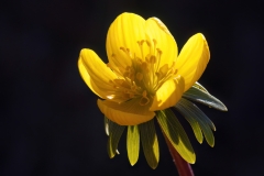 Eranthis hyemalis