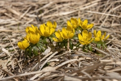 Eranthis hyemalis