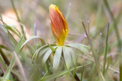 Eranthis hyemalis