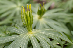 Eranthis hyemalis