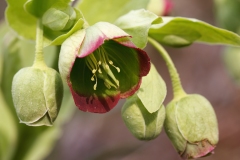 Helleborus foetidus