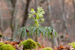 Helleborus foetidus